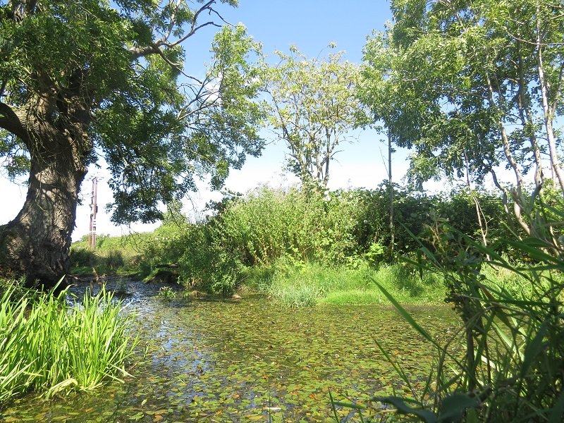 A tree-lined brook with reeds along the bank, on the walk from the site.