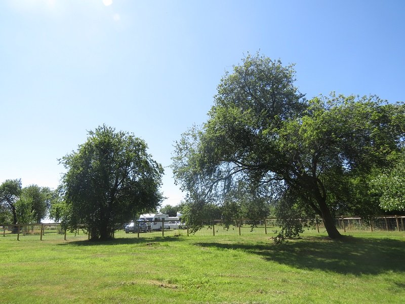 Old orchard trees standing on the site.